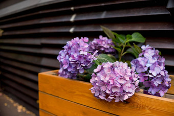 粉红色的蓝色的绣球花花绣球花macrophylla盛开的春天夏天盒子花园布什绣球花花街咖啡馆装饰开花紫色的绣球花花木盒子