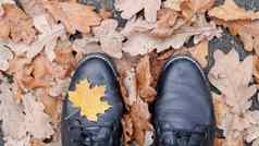 枫木叶前视图图像腿黑色的靴子黄色的秋天叶子谎言绿色草树叶覆盖霜冻腿黑色的靴子可见图片