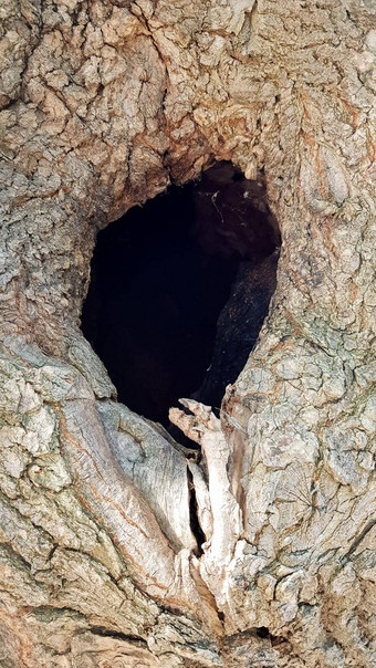 黑色的洞树树干条目鸟巢空心树树干树树皮纹理背景