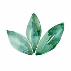 水彩绿色叶自然生态象征孤立的白色背景手绘画插图叶子打印纹理壁纸生态元素美丽的水彩画花艺术