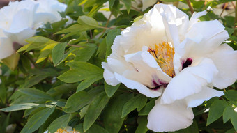 头苍白的粉红色的树牡丹花公园自然背景芍药属suffruticosa网站模板美丽的盛开的牡丹花布什