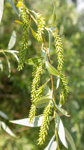 <strong>美丽</strong>的野花野生草本植物绿色草地温暖的阳光明媚的<strong>夏天</strong>一天草地花野生<strong>夏天</strong>花场<strong>夏天</strong>景观背景<strong>美丽</strong>的花