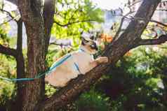 猫攀爬树猫狩猎树可爱的猫肖像保持树分支纯种短毛猫猫尾巴湄公河短尾猫坐着树猫动物亨卡特分支自然条件