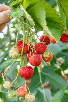 夏天成熟的新鲜的多汁的草莓叶子花园复制空间草莓场水果农场新鲜的成熟的有机草莓浆果种植园