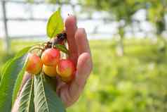 成熟的樱桃分支叶子女手手樱桃挑选樱桃樱桃花园农场温暖的阳光明媚的一天