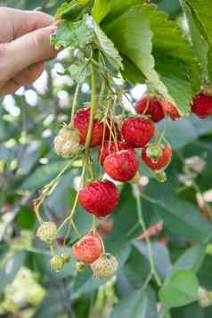 夏天成熟的新鲜的多汁的草莓叶子花园复制空间草莓场水果农场新鲜的成熟的有机草莓浆果种植园