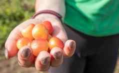 成熟的樱桃女人的手手樱桃挑选樱桃樱桃花园农场温暖的阳光明媚的一天