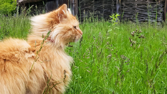 美丽的毛茸茸的红色的猫黄色的眼睛夏天太阳