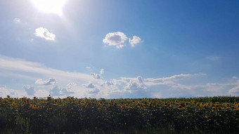 美丽的景观场美丽的明亮的<strong>金黄金黄</strong>向日葵蓝色的天空白色云<strong>背景</strong>明亮的阳光明媚的一天生态概念照片农业行业
