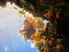 女孩潜水潜水员探讨了珊瑚礁红色的海埃及集团珊瑚鱼蓝色的水年轻的女人潜水潜水美丽的珊瑚礁