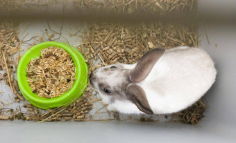 首页装饰兔子灰色的笼子里灰白色颜色兔子吃绿色碗系列照片可爱的毛茸茸的啮齿动物宠物复活节假期象征复活节兔子