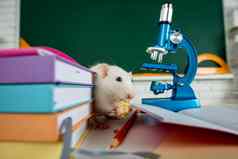 设计书图书馆学习教育概念大学大学学校有趣的老鼠学生