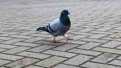 鸽子铺平道路板野生鸟走广场照片孤独的灰色的在哪里背景铺平道路板