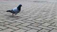 鸽子铺平道路板野生鸟走广场照片孤独的灰色的在哪里背景铺平道路板