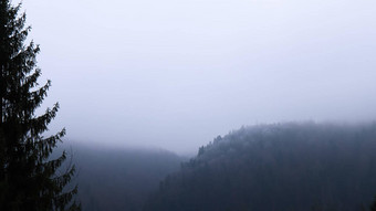 秋天雨雾山山有雾的秋天森林覆盖低云乌克兰云杉森林树山山坚持早....雾秋天风景