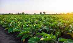 茄子种植园场agroindustry农业景观日益增长的蔬菜农学农业农业综合企业农业补贴日益增长的生产食物农场蔬菜栽培