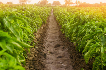 种植园甜蜜的保加利亚贝尔胡椒农业农业培<strong>养护</strong>理收获农田植物日益增长的农学成长生产农业产品出售