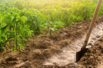 种植园胡椒灌溉通道铲传统的方法浇水字段培养护理胡椒种植园农场工艺美丽的农场场农业农业