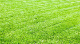 绿色草坪上背景新鲜割草草坪上痕迹草坪上割草机漂亮的裁剪院子里绿色草