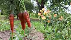 新鲜挖胡萝卜上衣背景蔬菜花园阳光明媚的一天在户外大未洗的胡萝卜场特写镜头收获作物蔬菜农村