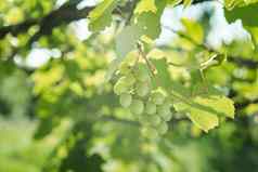 绿色葡萄叶子自然夏天有机自然产品