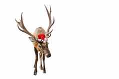 有趣的红色的鹿巨大的角圣诞节圣诞老人他孤立的白色背景鹿一年象征横幅复制空间
