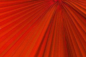 红色的热带棕榈叶关闭表面纹理图像背景图像棕榈树叶纹理条纹