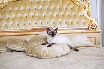 <strong>主题</strong>奢侈品财富年轻的猫尾<strong>巴</strong>受过严格训练的mecogon短尾猫谎言休息大床上枕头文艺复兴时期的<strong>巴洛克</strong>式的室内法国欧洲凡尔赛宫