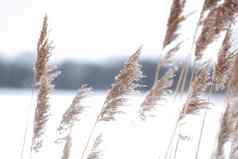 软焦点摘要自然背景软植物cortaderiaselloana移动风明亮的清晰的场景植物类似的羽毛抹布冬天景观背景