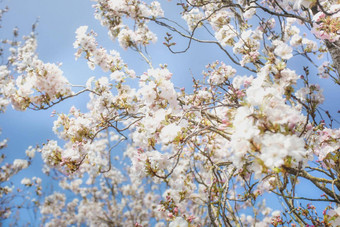 美丽的色彩斑斓的新鲜的春天花清晰的蓝色的天空樱桃开花明亮的柔和的白色粉红色的颜色夏天<strong>春天背景</strong>完整的布鲁姆关闭