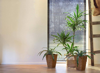 现代室内绿色植物编织篮子复古的室内窗口可爱的首页时尚的房间室内首页植物现代设计