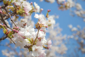 美丽的色彩斑斓的新鲜的春天花清晰的蓝色的天空樱桃开花明亮的柔和的白色粉红色的颜色夏天<strong>春天背景</strong>完整的布鲁姆关闭