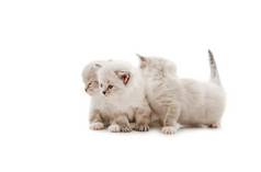 布偶猫猫小猫孤立的白色背景