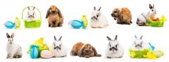 复活节图片兔子彩色的鸡蛋