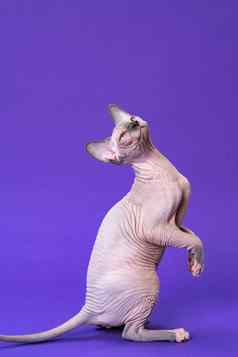 sphynx无毛的猫颜色蓝色的貂白色坐着后爪子尾巴紫罗兰色的背景