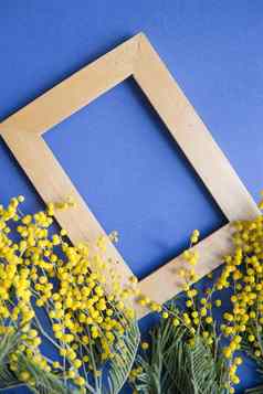 春天音乐会含羞草黄金框架蓝色的背景含羞草特写镜头快乐春天