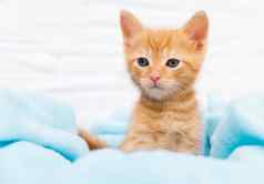 关闭姜虎斑好奇的小猫坐在蓝色的毯子宠物概念