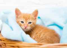 小红色的虎斑小猫谎言舒适蓝色的毯子篮子相机概念采取护理宠物冬天春天假期复活节圣诞节一年情人节一天