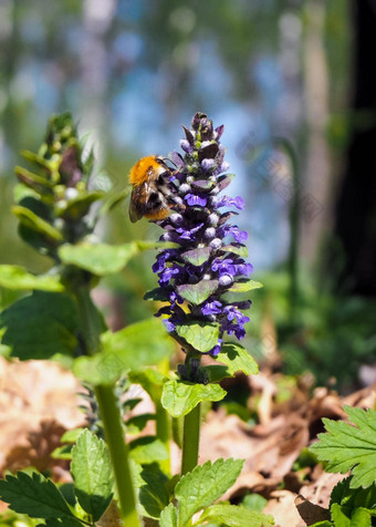 特写镜头大黄蜂收集花粉蓝色的花春天明亮的阳光明媚的一天