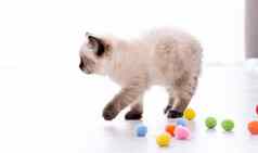 小猫布偶猫玩玩具