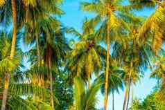 海滩夏天假期假期背景椰子棕榈树挂棕榈树叶子