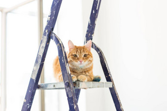 修复绘画<strong>墙</strong>猫坐在活梯有趣的图片