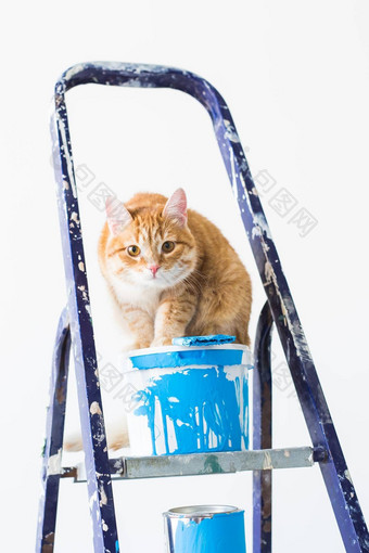 修复绘画墙猫坐在活梯有趣的图片