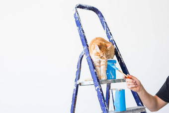 修复绘画<strong>墙</strong>猫坐在活梯有趣的图片复制空间