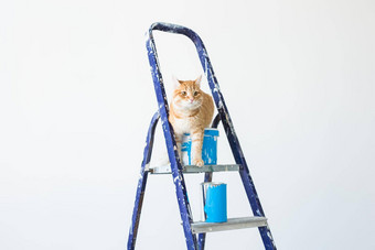 修复绘画墙猫坐在活梯有趣的图片复制空间