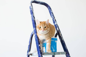 修复绘画<strong>墙</strong>猫坐在活梯有趣的图片