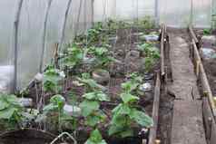 黄瓜幼苗温室使碳酸盐岩夏天园艺蔬菜日益增长的日益增长的黄瓜收获农村球兰
