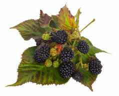 黑莓分支机构叶子