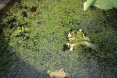 杂草丛生的水绿色生态生态系统储蓄水自然资源