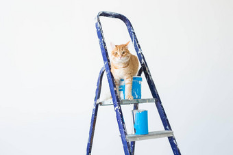 修复绘画<strong>墙</strong>猫坐在活梯有趣的图片复制空间